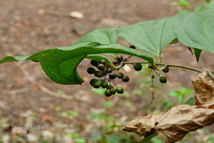 Smilax ovalifolia